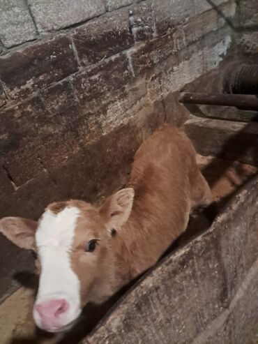 Dana, buzov: Dana, buzov, Erkək, Simental, ay: 5, Damazlıq — 1