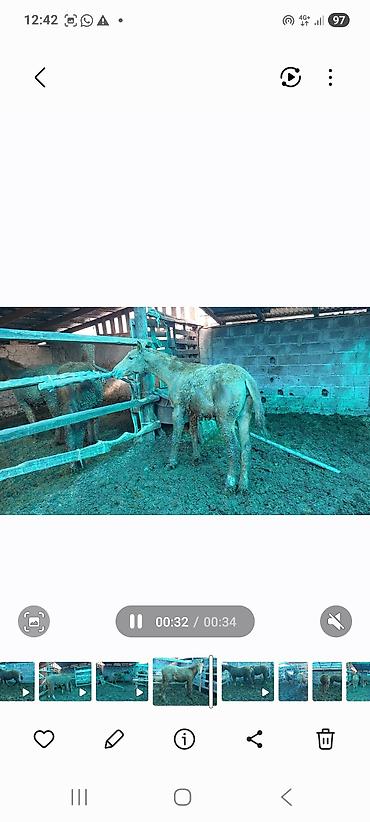 Лошади, кони: Продаю | Жеребенок | Дончак | Для разведения | Племенные — 19