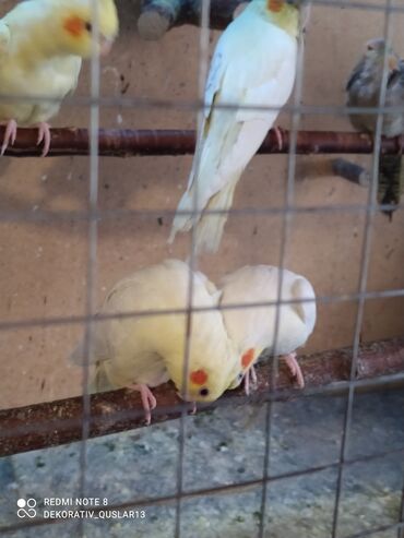 Tutuquşları: Salam bayram endi̇ri̇mləri̇ davam edi̇r . Bi̇ldi̇rmək i̇stərdi̇mki̇ — 8