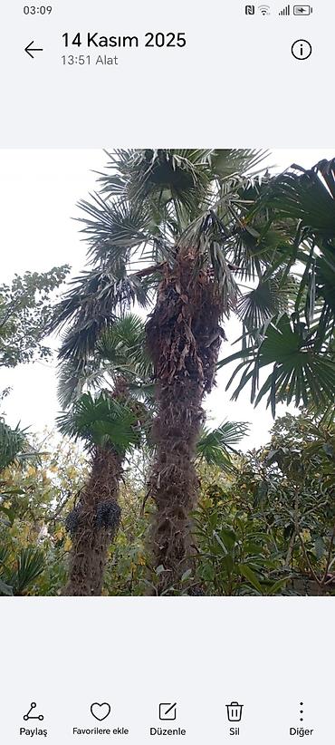 Ağaclar: Təsvir: - Nadir dekorativ xurma ağacları (Trachycarpus tipli, yelpik — 7