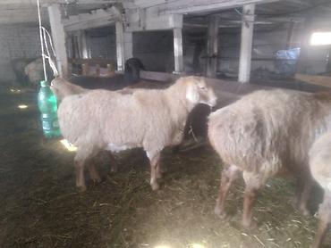 Баран, овца: Продаю | Баран (самец) | Полукровка | На забой | Матка — 7