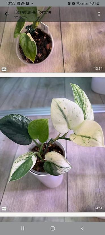 Эпипремнумы и сциндапсусы: Сциндапсус (Epipremnum/Scindapsus) вариегатный в горшке. Особенности — 1