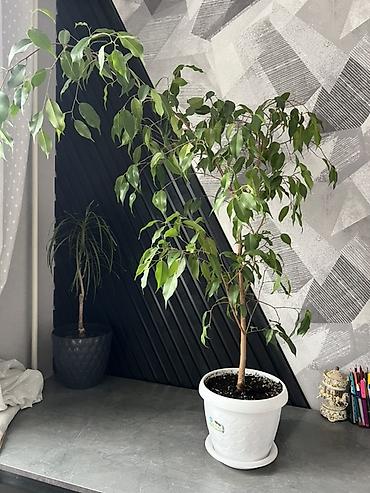 Драцены и Сансевиерии: Доставка по городу бесплатно . Адаптированные пересаженные Комнатные — 15