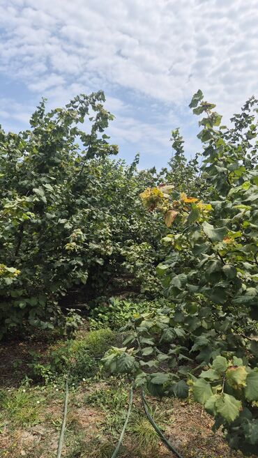 Ağaclar: Xaçmaz rayonu, Qaracəlli kəndində möhtəşəm bağ sahəsi satılır! — 6