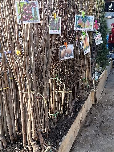 Яблоня: Саженцы плодовых деревьев (осенне-весенняя посадка) Ассортимент по — 8