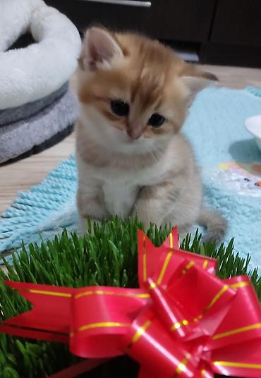 Pişiklər: Qızıl şinşilla, Erkək, Yaxşı əllərə, Ünvandan götürmə — 3