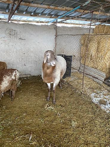 Баран, овца: Продаю | Баран (самец) | Арашан | Для разведения | Осеменитель — 5