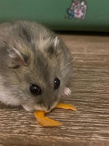 клетки для джунгариков: Cırtdan hamster və tam dəst qəfəs Məhsul təsviri: - Növ: cırtdan — 2