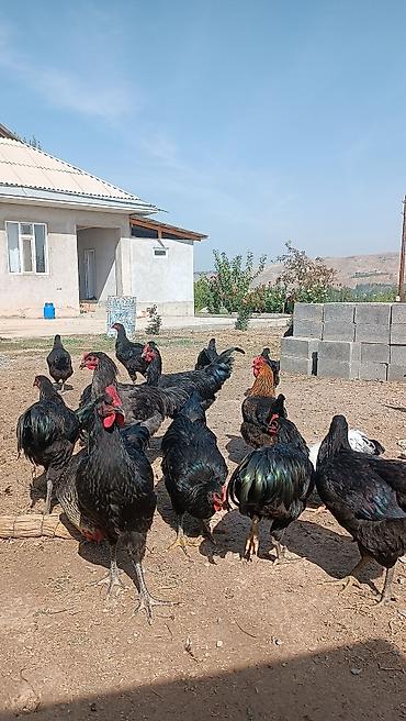 Продаю | Куры