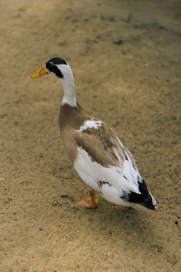 продаю коров: Продам индийский бегунов Цена:1500сом Адрес:Ошский район, Каленин