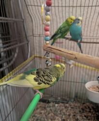 i̇ran qefesi: Məhsul: Dalmaçin papağanları (Budaq papağanı/budgerigar) – 3 ədəd və