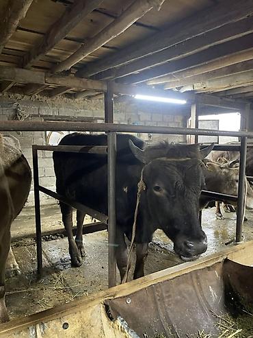 Коровы, быки: Продаю | Корова (самка) | Для молока | Привязанные at lalafo.kg — 15 Коровы, быки: Продаю | Корова (самка) | Для молока | Привязанные — 15