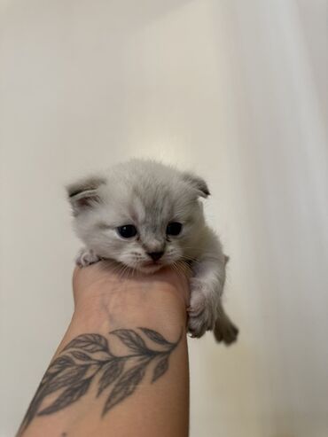 Pişiklər: Şotland — 1