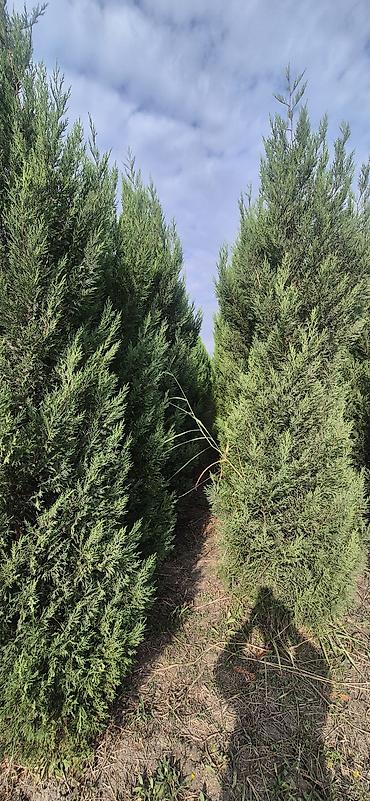 xirdalanda seyf qapilar: Leylandi şam agaci (Cupressocyparis leylandii) iynəyarpaq dekorativ — 4