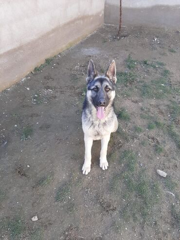 pitbul itləri: 8 ay, Erkek, Ünvandan götürmə