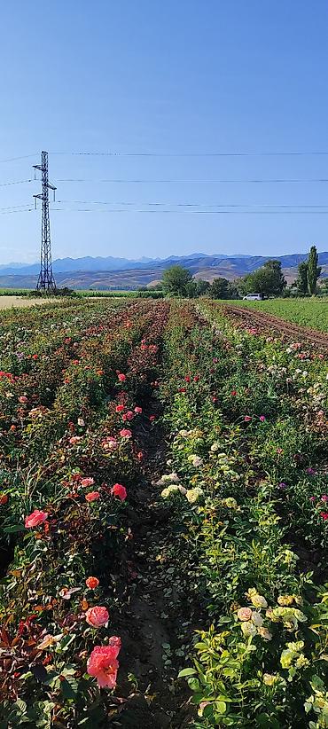 Роза: Саженцы садовых роз (кустарниковые/чайно-гибридные, флорибунда) — — 11