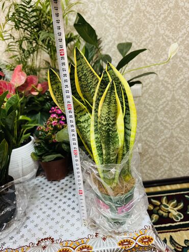 садовый дом: Сансевиерия (Sansevieria trifasciata) с яркой жёлтой каймой листьев. -