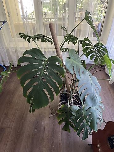 цветы фикус: Монстера деликатесная (Monstera deliciosa) — крупное взрослое — 1