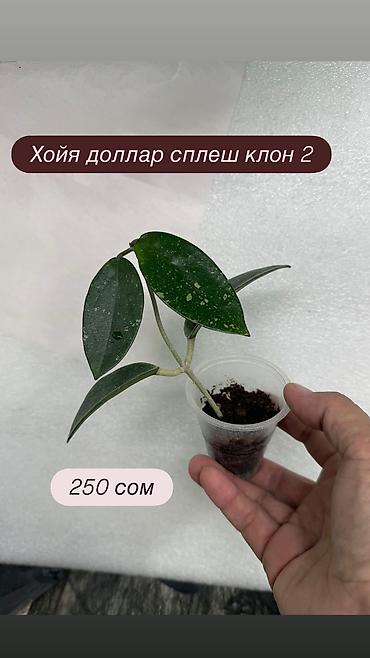 Хойи: Хойя Сильвер доллар от 200 сом Хойя доллар сплеш клон 2 -взрослое — 30