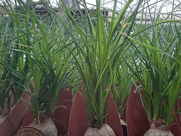 ormar za predsoblje: Dracena, Drvo Života, razne vrste i velicine sa prve slike su od 800 i — 5