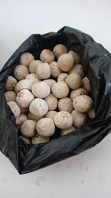 Герани и пеларгонии: Сортовой герандар сатылат. Баасы келишим турдо 300 сомдон жогору. - — 15