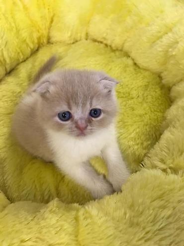 Pişiklər: Şotland yastı qulaq, Dişi, Erkək, Yaxşı əllərə, Pulsuz çatdırılma, Ödənişli çatdırılma, Rayonlara çatdırılma — 6