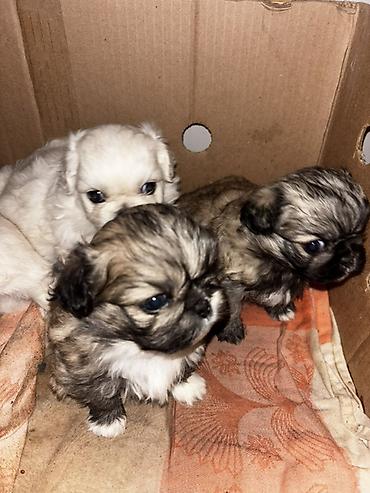gence it satisi: Pekines, 1 ay — 2