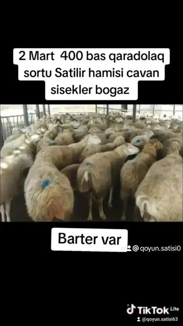 Qoyunlar, qoçlar: 2 mart qaradolaq sortu Cavan sisekler Satilir bogaz