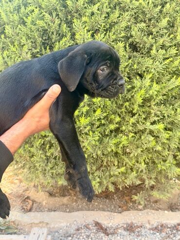 İtlər: Kane-Korso, 2 ay — 3