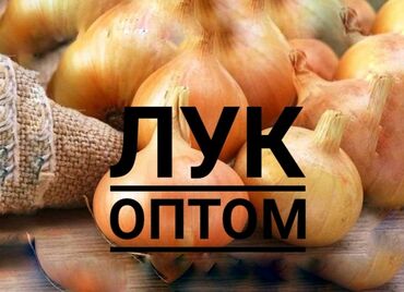 станок для сетка рабица в бишкеке в Кыргызстан: Продаю лук оптомказахстан, Чусорт " Манас " ф 1, ф2оптом от 35
