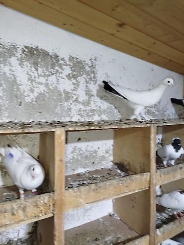 kakadu quşu: Cins göyərçinlər – ağ rəng üstünlükdə, quyruq və qanad ucları qara — 3