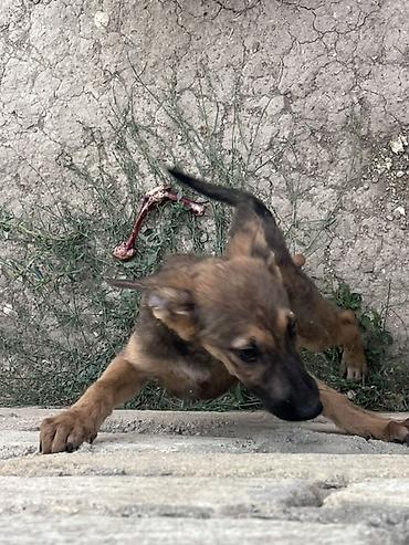 itlər bala: Belçika çoban iti, 2 ay, Erkək, Peyvəndli — 8
