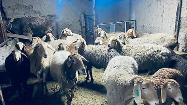 Баран, овца: Продаю | Баран (самец) | Арашан — 4