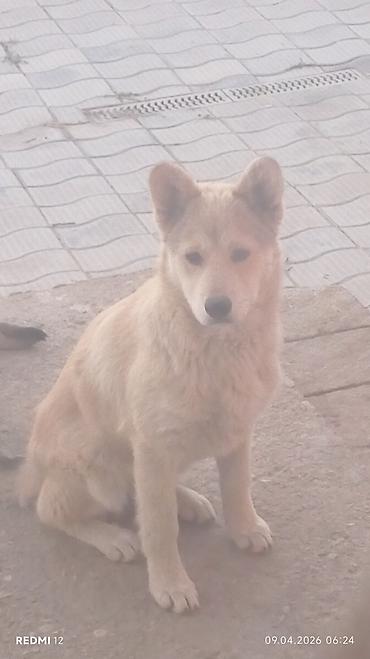 xaski sahibləndirilir: Xaski, 5 ay, Dişi, Ünvandan götürmə — 1