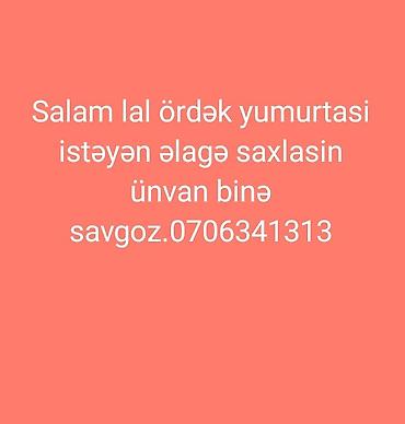 hundusqa yumurtasi: Məhsul: Lal ördək yumurtası Təsvir: - Lal (muskovy) ördəklərdən — 1