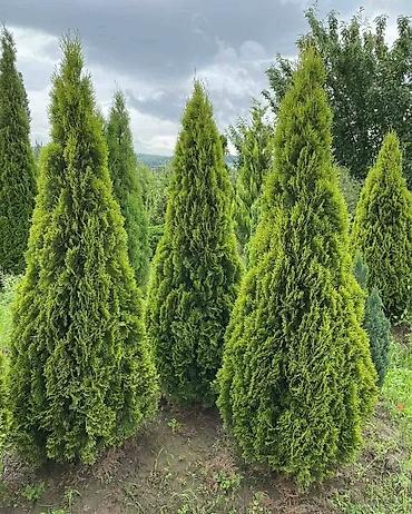 беседка сколько стоит: Туя западная (Thuja occidentalis) для живых изгородей и топиарной — 3