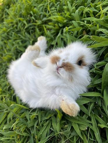 ərəb dovşanı: 1 aylıq balaca🐰 Hazırda məndə bu çox şirin dovşanım var 🥹🤍 Çox şirin — 3