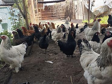 Куры, петухи: Продаю | Куры | Полубрама, Домашняя | Несушки — 9
