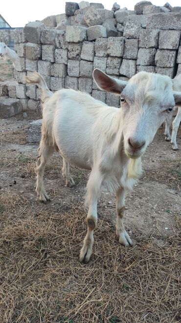 Inəklər, öküzlər: 🐐 Satılır 2 baş Saanen (Sani) Sortu Keçilər – Yüksək Süd Verimi ilə! 🐐