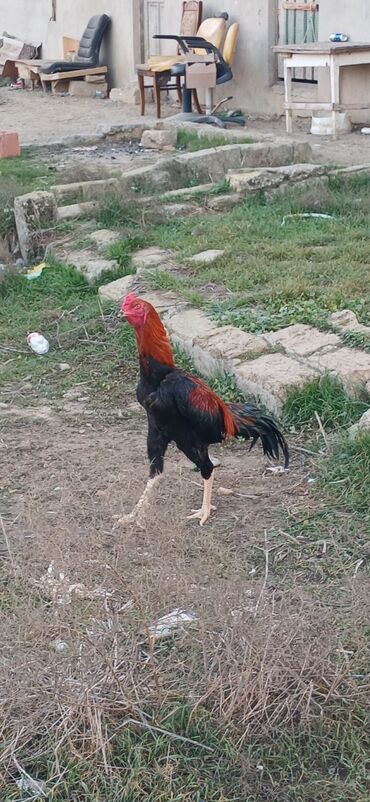 Xoruzlar: Xoruz, Heyratı, il: <1, Ödənişli çatdırılma — 15