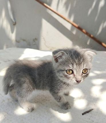 pisik almaq isteyirem: Şotland yastı qulaq, Erkək, Yaxşı əllərə — 1