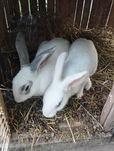 Gəmiricilər: 2 ədəd.2 illik dovşanlar satılır.qiymət 2 si 15 m.barter yoxdur.ünvan