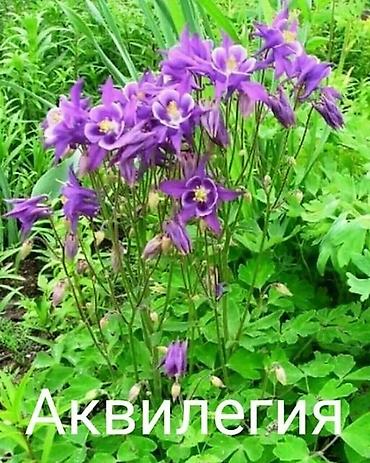 Другие виды семян и саженцев: Весна, самое время сажать. Продаю уличные и комнатные растения. Все at lalafo.kg — 33 Другие виды семян и саженцев: Весна, самое время сажать. Продаю уличные и комнатные растения. Все — 33