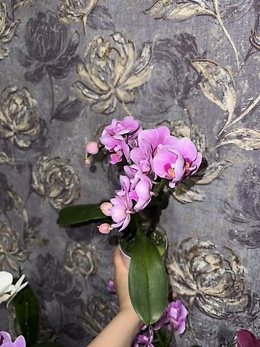 Орхидеи: Орхидея оптом и в розницу принимаем корпоративные заказы !!! Г at lalafo.kg — 10 Орхидеи: Орхидея оптом и в розницу принимаем корпоративные заказы !!! Г — 10