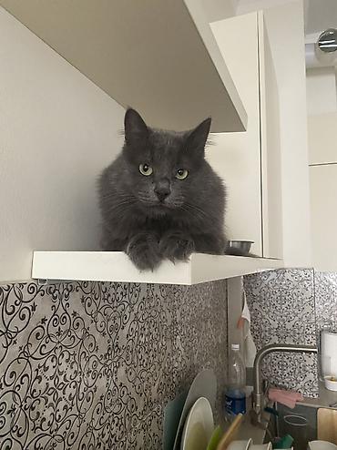 кастрирован: Кошка даром: Беспородная, 2 года, Мальчик, Кастрирована, Приучена к лотку, Проглистована — 3