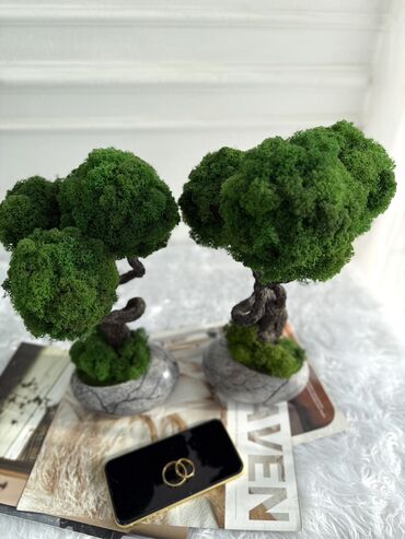 Декоративные цветы: В переводе с японского Бонсай означает «дерево, выращенное в блюде» at lalafo.kg — 62 Декоративные цветы: В переводе с японского Бонсай означает «дерево, выращенное в блюде» — 62