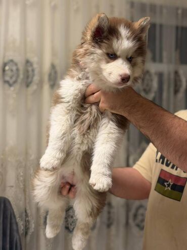 İtlər: - MALAMUT balasi: uzun tük, güclü quruluş, qəhvəyi,qara,boz rəngdə — 4