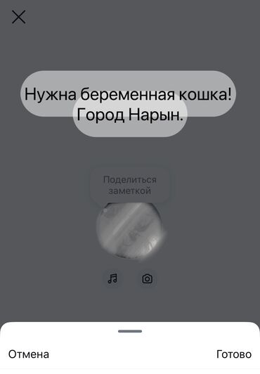 продажа щенков немецкой овчарки в бишкеке с документами: Кошка даром: Беспородная, 2 года, Девочка, Проглистована