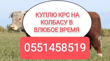 купить туалет для кота: Куплю | Коровы, быки, Лошади, кони, Другие с/х животные | Круглосуточно, Любое состояние, Забитый