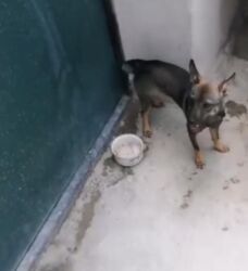 it qovan cihaz: Zvonok, 1 il, Dişi, Ünvandan götürmə